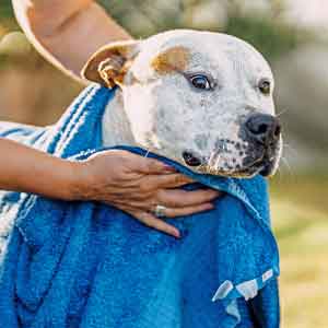 Owner towel dries off dog after swimming