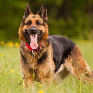 Old German Shepherd plays outside