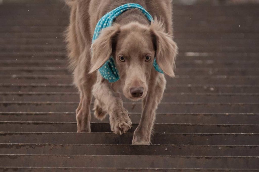 Senior large breed dog climbs down stairs