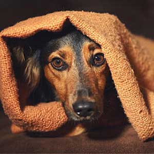 Stressed dog hides under blanket