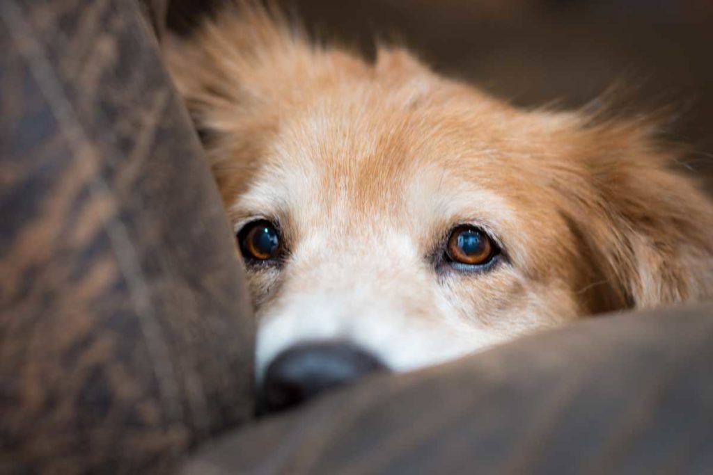 Palliative care for senior dog