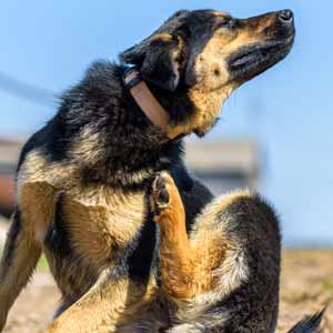 German Shepherd dog scratches itchy skin