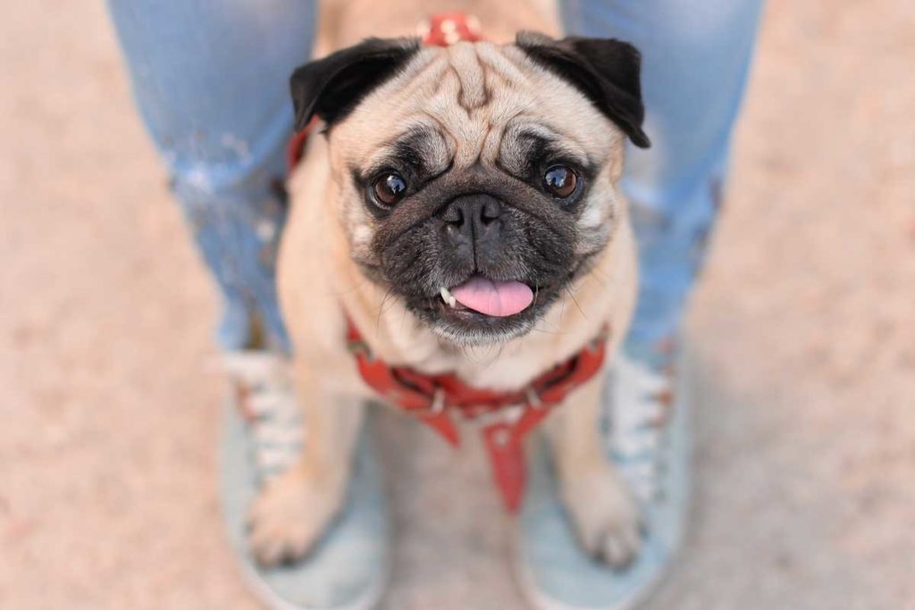 Pug looks up from between owner feet