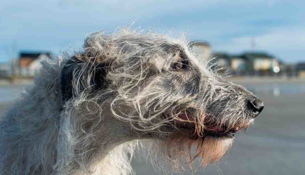 Dog plays on beach