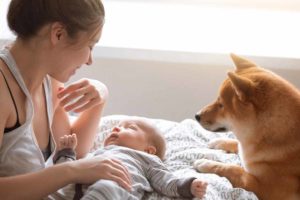 How to introduce your dog to your new baby