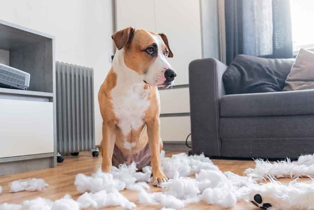 Pitbull dog looks guilty after destroying pillow out of boredom while left alone