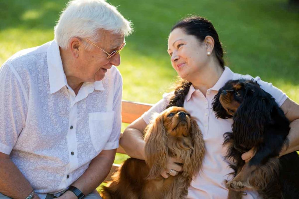 Elderly couple cuddles two Cavalier King Charles spaniels