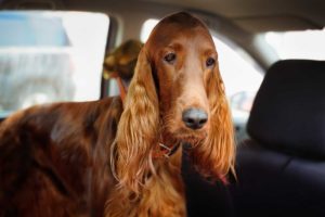 Road trip ready: Addressing your dog’s motion sickness