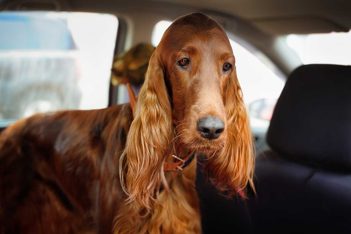 Working shop irish setter