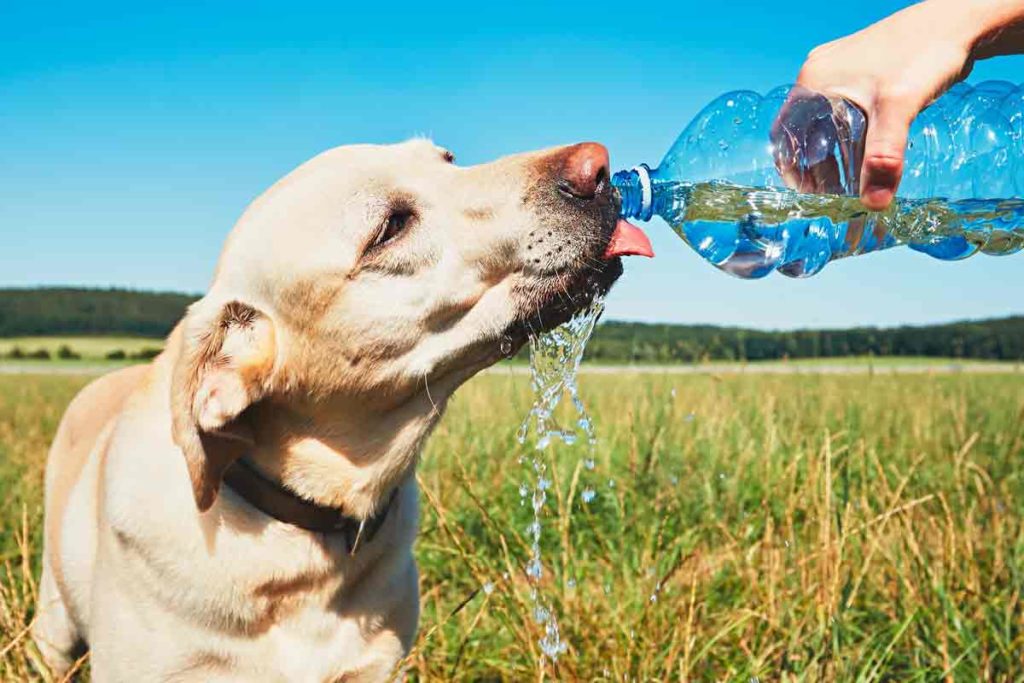 Dog drinks water from bottle in hot sun