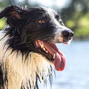 Wet Border Collie panting with mouth open after swimming