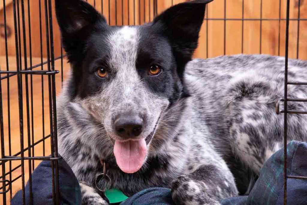 Dog lays calmly on bed in wire crate with door open