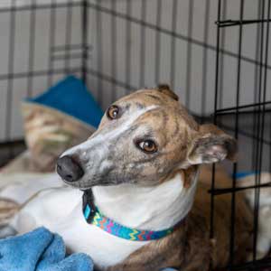 Dog lays with blanket in wire crate