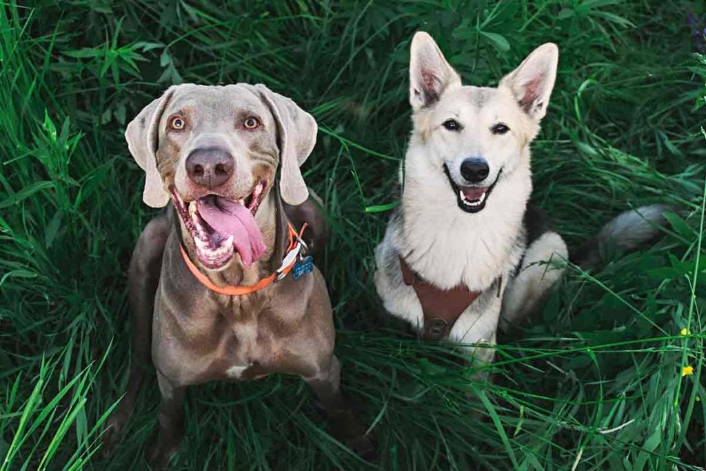 two dogs smiling in grass