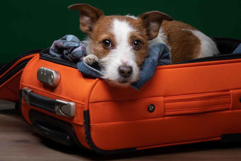 Sad dog lays in open suitcase while owner packs for trip