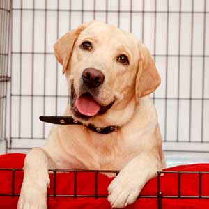 Happy dog lays in open door of kennel crate