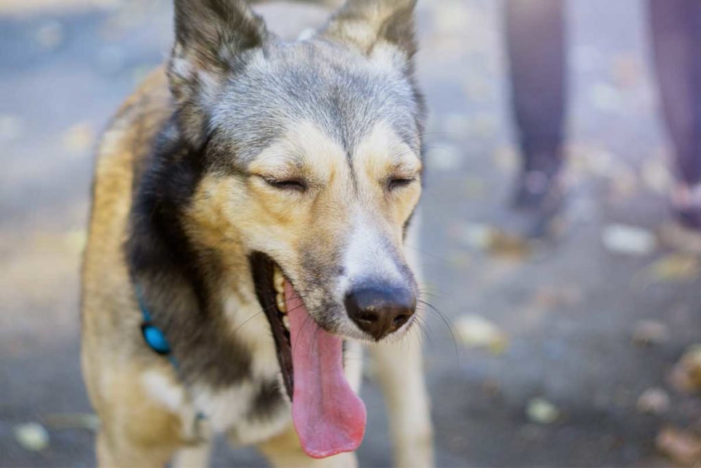 Dog reverse sneezing