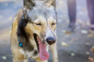 Seven reasons why your dog is coughing