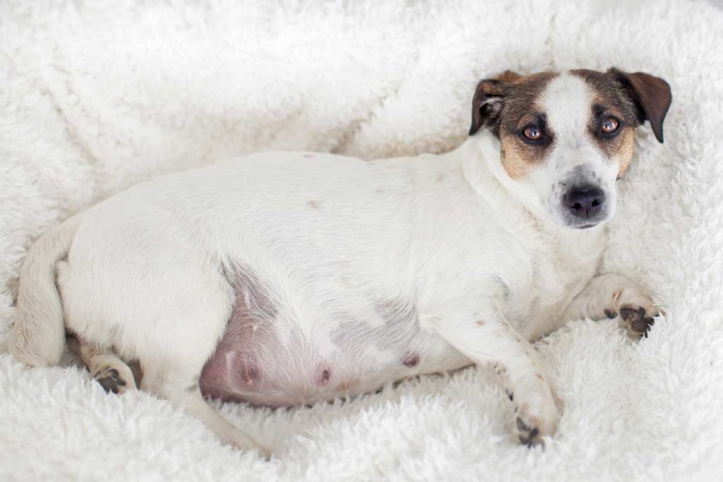 how can you tell if a dog is pregnant