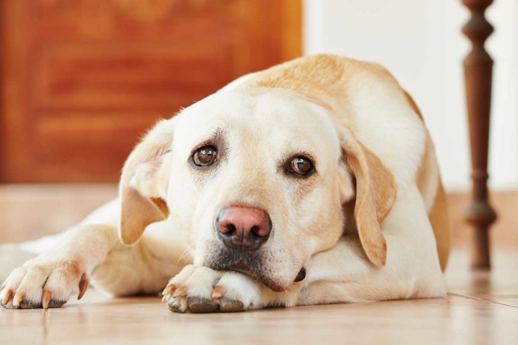 Old Labrador Retriever with discomfort lays on floor looking sad
