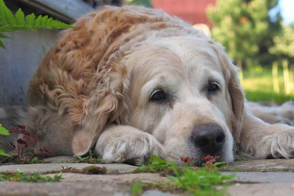 lab looks sad laying down