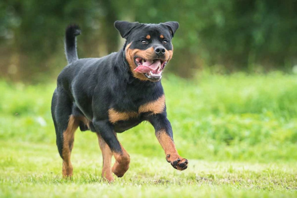 rottweiler running with tongue out