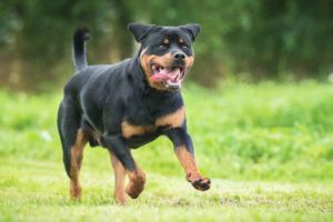 Rottweiler Temperament and Personality Traits