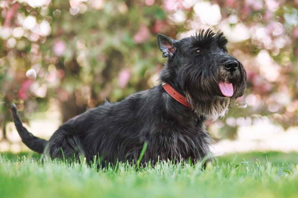Black Scottish Terrier stands in grass