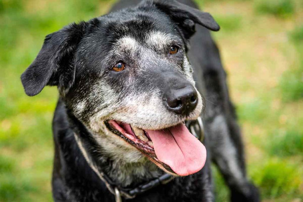 Old dog with gray muzzle
