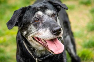 Not a puppy anymore: How to support your senior dog