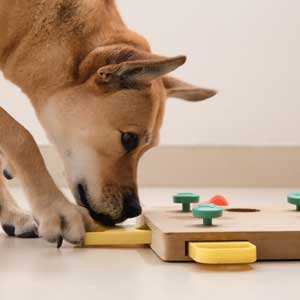 Dog plays with puzzle toy