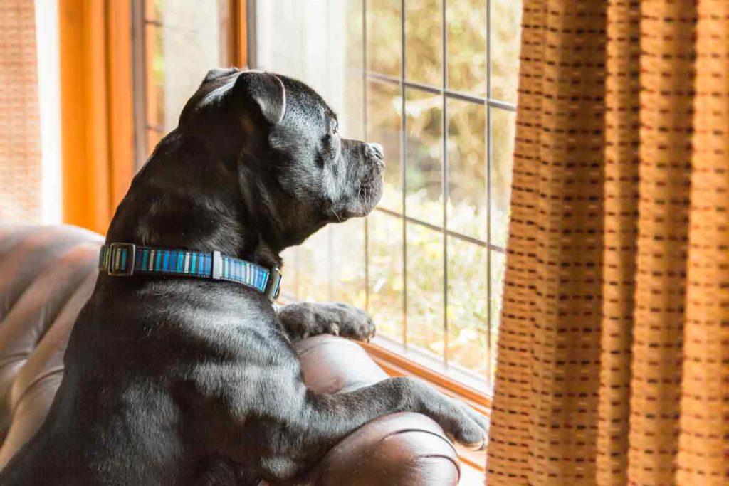 Stressed dog looks out window when owner leaves