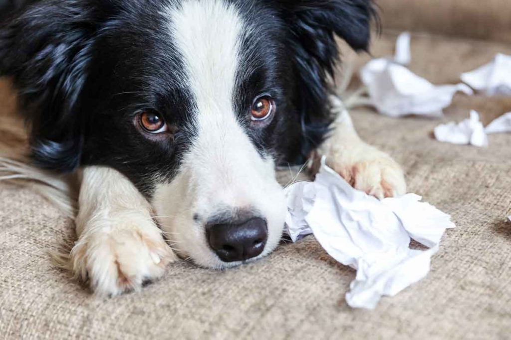 Stressed dog destroys paper