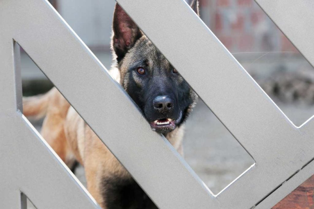 Territorial German Shepherd stands guard behind fence
