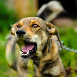 Territorial aggressive dog lunges and barks