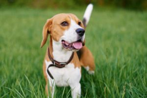 Breed profile: All about beagles