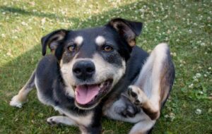 Prone to Pruritus: 10 dog breeds with itchy skin