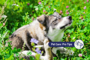 10 Dog Breeds Most Prone to Itchy Skin (Pruritus) 