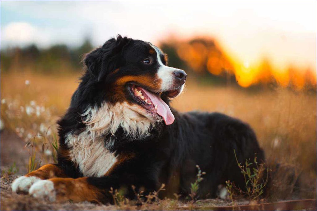 Bernese Mountain Dog relaxing