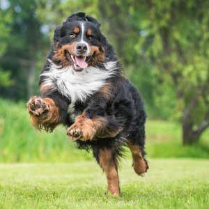 Berner running