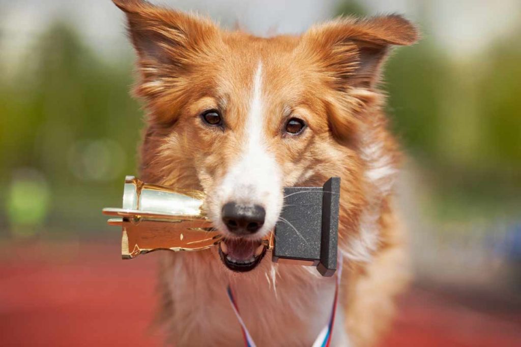 Happy dog holds award trophy in mouth
