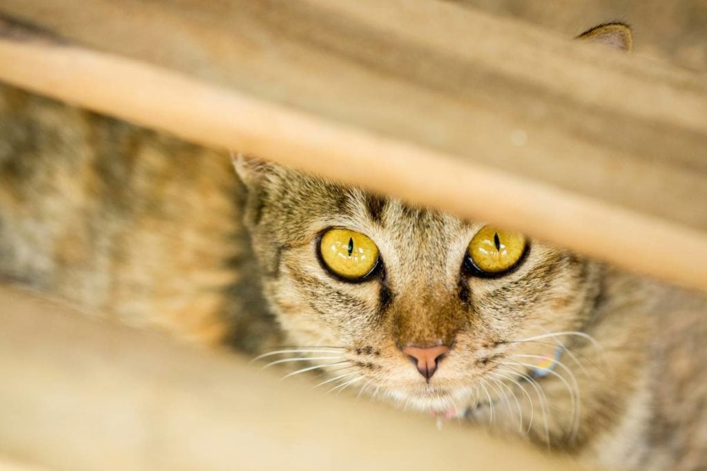 Cat hides under steps