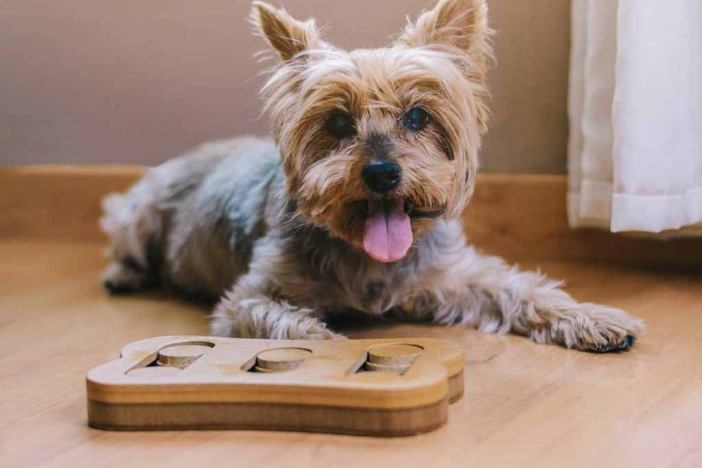 Smart dog plays with puzzle toy