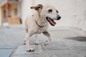 Five possible reasons why your dog is limping and how to help