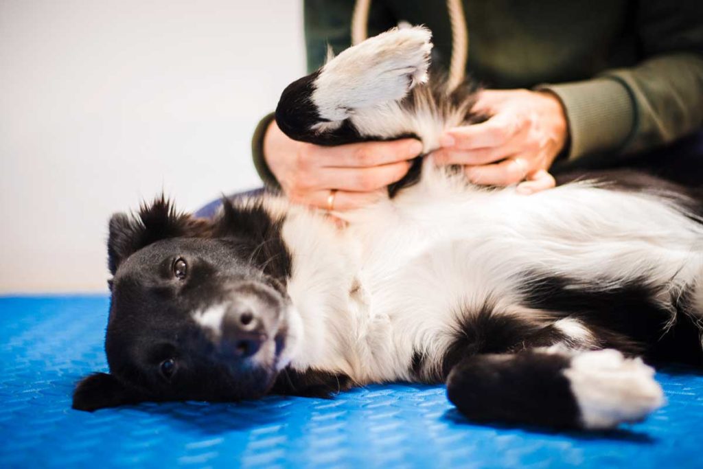 Dog Massage: Benefits & Techniques