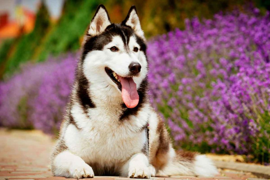 Siberian husky lays outside near flowers