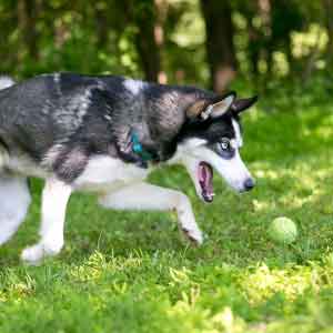 Siberian husky plays fetch in grass