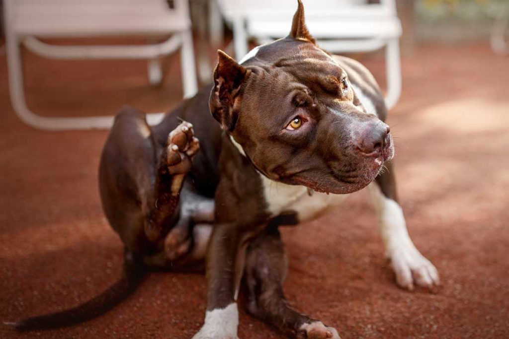 Pit Bull terrier with ear mites itches ears