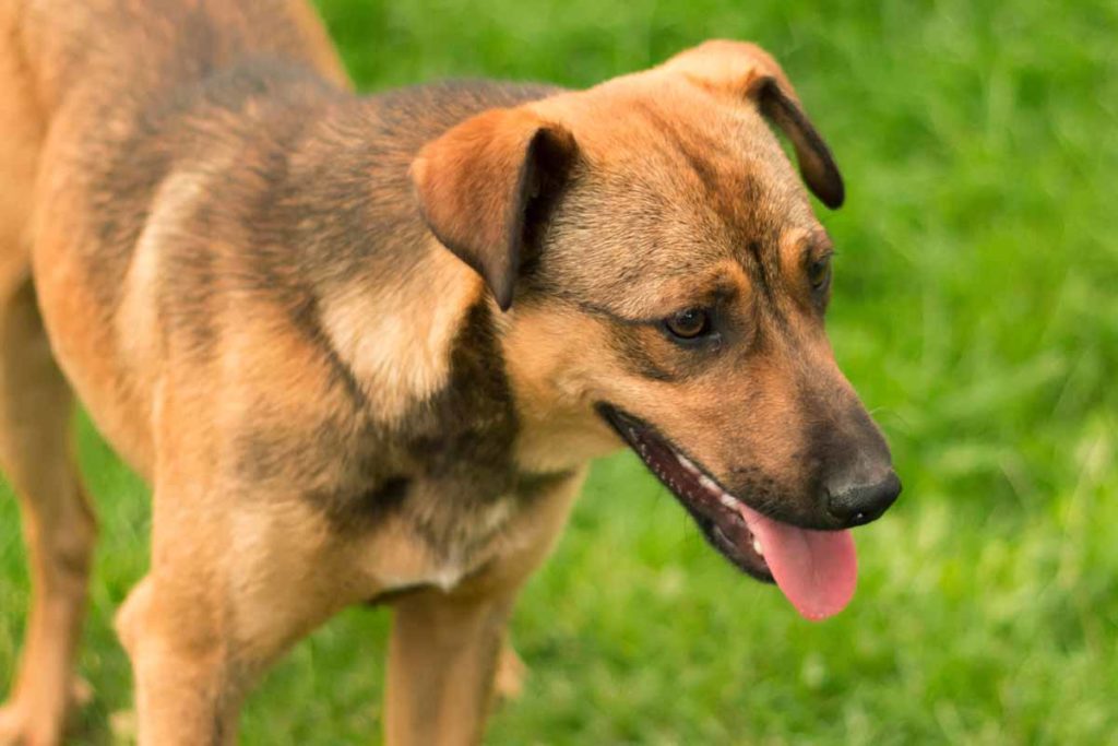 how do you cool down a dogs panting