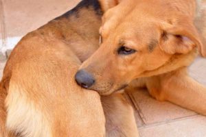 8 Most Common Dog Skin Conditions